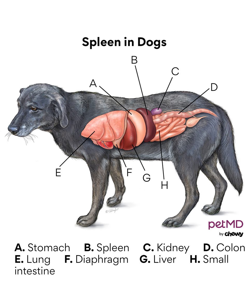 wandering spleen dog